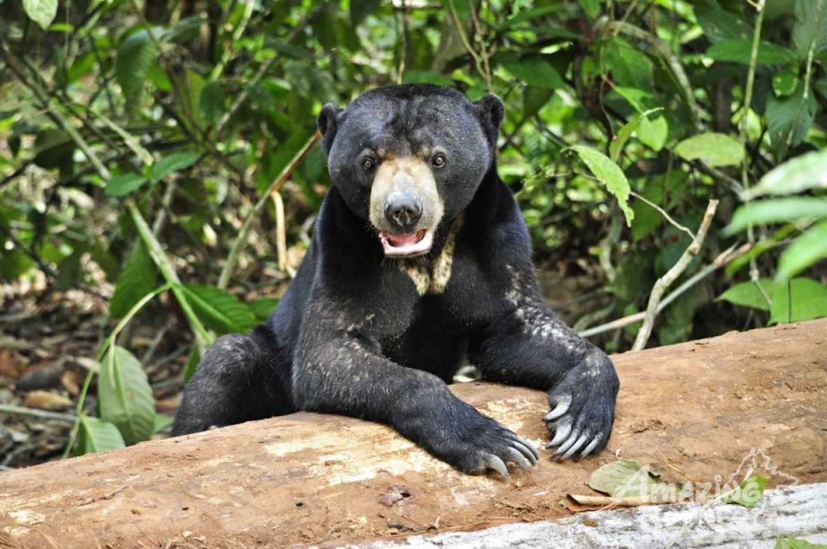 5-sabah-wildlife-to-spot-part-1-land-animals-travelogue-amazing